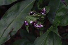 Tradescantia zanonia image