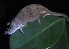Calumma nasutum