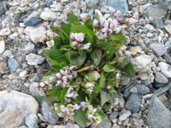 Arabis caerulea