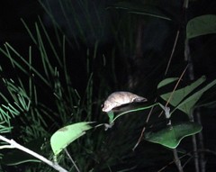 Calumma nasutum