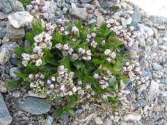 Arabis caerulea