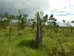 Amitermes meridionalis