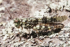 Trimerotropis saxatilis