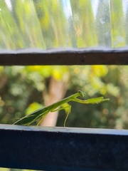 Eumusonia