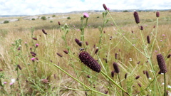 Eryngium ebracteatum