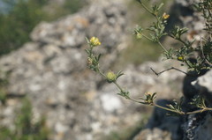 Medicago rupestris