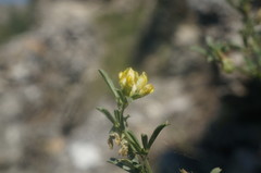 Medicago rupestris