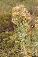 Ericameria parishii