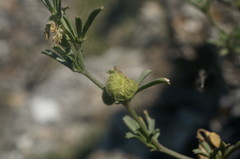 Medicago rupestris