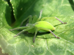 Micrommata virescens