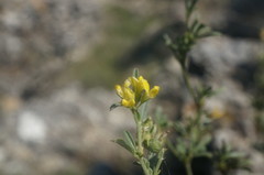 Medicago rupestris
