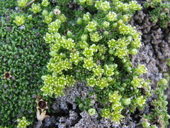 Cherleria sedoides