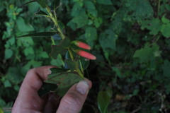 Macleania rupestris image