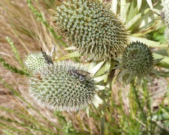 Eryngium agavifolium