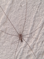 Smeringopus pallidus