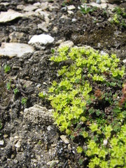 Cherleria sedoides
