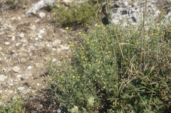 Medicago rupestris
