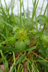 Chrysosplenium kamtschaticum