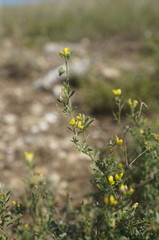 Medicago rupestris