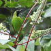 Greater Green Leafbird - Photo (c) Brendan Ryan, some rights reserved (CC BY-NC-SA)