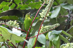 Greater Green Leafbird photo 2