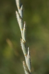 Thinopyrum intermedium barbulatum