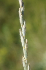 Thinopyrum intermedium barbulatum