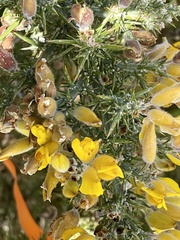 Ulex europaeus, recorded flowering
