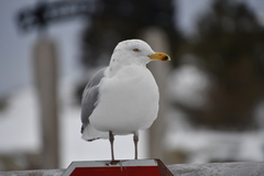 Larus argentatus