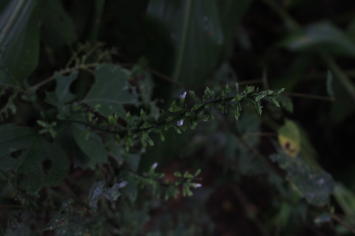 Image of Salvia alvajaca by no rights reserved