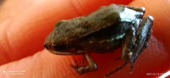 Leptodactylus mystaceus