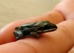 Leptodactylus mystaceus
