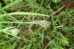 Carex eleusinoides