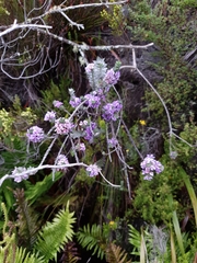 Amphithalea imbricata