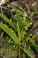Pterostylis cardiostigma