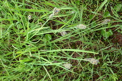 Carex eleusinoides