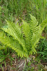 Polystichum microchlamys