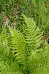 Polystichum microchlamys
