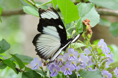 Hypolimnas anthedon wahlbergi