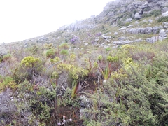 Amphithalea imbricata