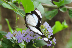 Hypolimnas anthedon wahlbergi