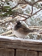 Junco hyemalis