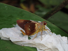 Thracides phidon