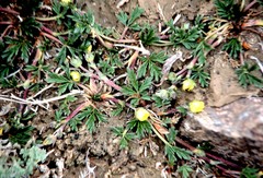 Potentilla pamirica