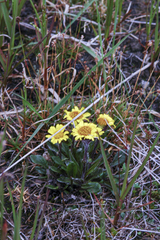 Tephroseris integrifolia atropurpurea