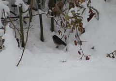 Junco hyemalis