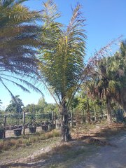 Arenga pinnata