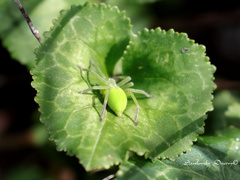 Micrommata virescens