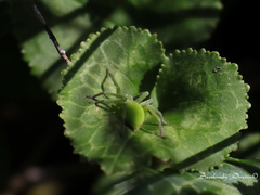 Micrommata virescens