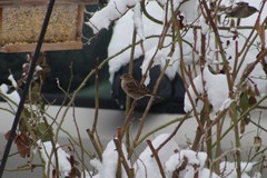 Passer domesticus